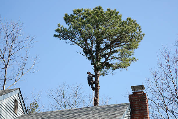 Williamsport, MD Tree Care Company